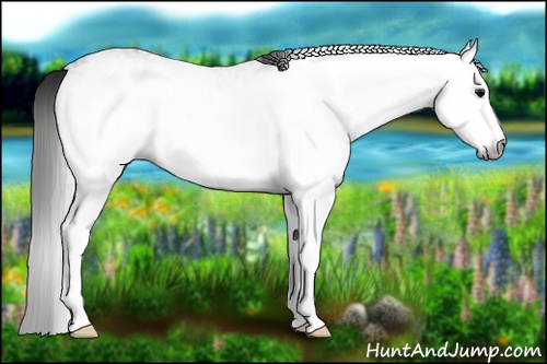 Horse Color:Gray White Spotted Black
