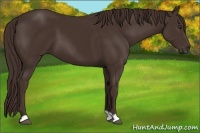 Horse Color:Liver Chestnut 