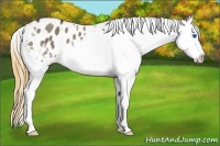 Horse Color:Smoky Grullo Splash Appaloosa