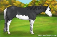 Horse Color:Black Splash 
