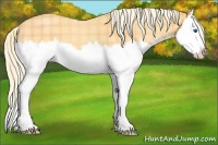 Horse Color:Plaid  Palomino Roan Splash 