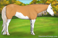 Horse Color:Chocolate Palomino Splash 
