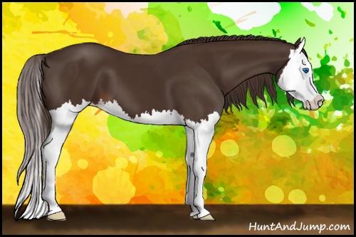 Horse Color: Liver Chestnut Splash 