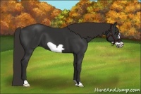 Horse Color:Liver Chestnut Frame 