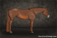 Horse Color:Liver Chestnut Frame 