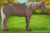 Horse Color:Silver Black Sabino 