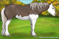 Horse Color:Silver Black Sabino Splash