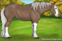 Horse Color:Silver Black Splash
