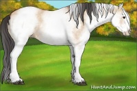 Horse Color:White Spotted Bay Dun