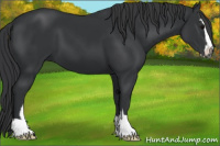 Horse Color:Black Sabino 