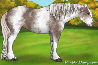 Horse Color:White Spotted Silver Black 