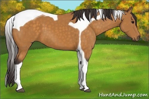 Horse Color: Buckskin Tobiano 