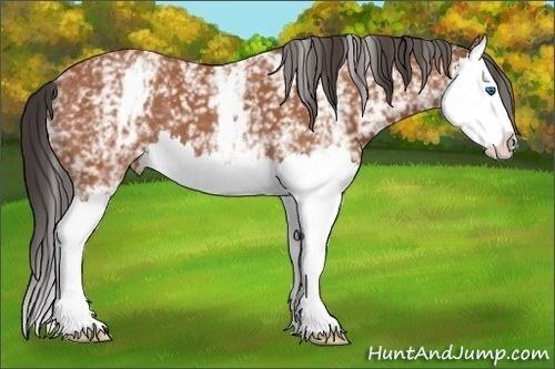 Horse Color: White Spotted Bay Splash 