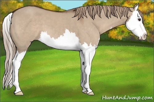 Horse Color: Liver Red Dun Splash 