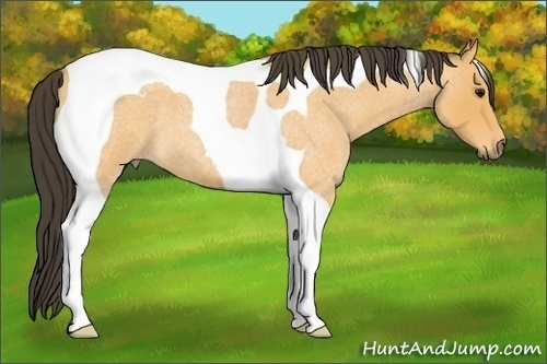 Horse Color: Buckskin Roan Tobiano 