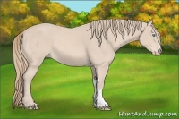 Horse Color:Perlino 