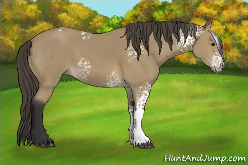 Horse Color: White Spotted Buckskin 