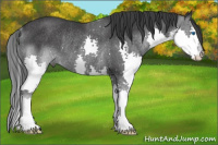 Horse Color:Black Splash Rabicano 