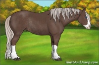 Horse Color:Silver Black Splash Rabicano 