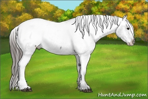 Horse Color: Blue Roan Snowcap Rabicano 