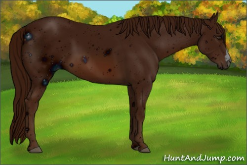 Horse Color: ERROR: UNKNOWN ANOMALY