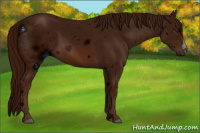 Horse Color:ERROR: UNKNOWN ANOMALY