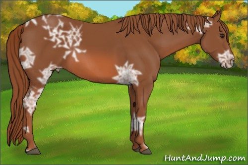Horse Color: Liver Chestnut Ice 