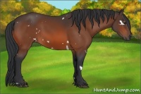 Horse Color:White Spotted Bay 