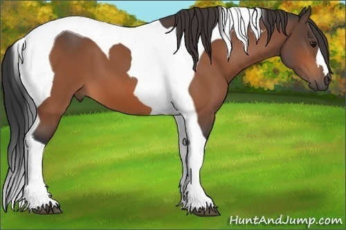 Horse Color: Bay Tobiano 