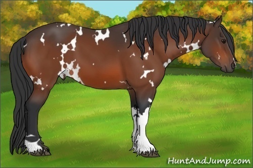 Horse Color: White Spotted Bay 