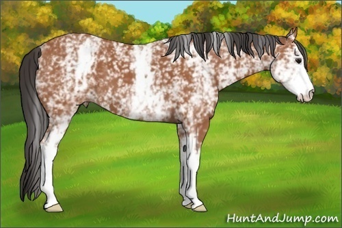 Horse Color: White Spotted Bay 