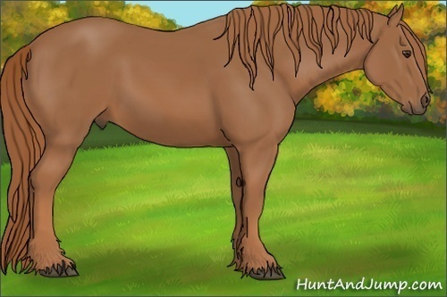 Horse Color: Chestnut 