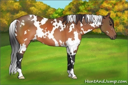Horse Color: White Spotted Brown 