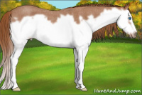 Horse Color:Red Roan Splash Frame