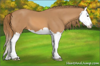 Horse Color:Chestnut Splash 