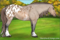 Horse Color:White Spotted Bay Dun Appaloosa Rabicano