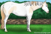 Horse Color:Buckskin Pearl Dun Sabino Splash Tobiano 