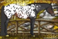 Horse Color:Brown Appaloosa