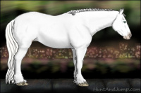 Horse Color:Gold Cream Champagne Dun Appaloosa 
