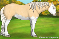 Horse Color:Palomino Roan Splash 