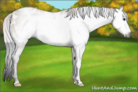 Horse Color:Gray Buckskin Dun Appaloosa