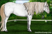 Horse Color:White Spotted Buckskin Dun Near Leopard