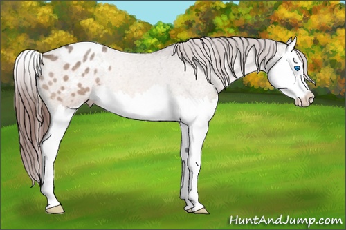 Horse Color: Bay Roan Dun Splash Blanket Rabicano 