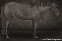 Horse Color:Liver Chestnut Varnish 