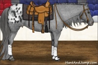 Horse Color:Liver Chestnut Appaloosa 