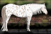 Horse Color:White Spotted Liver Chestnut Pearl Blanket 