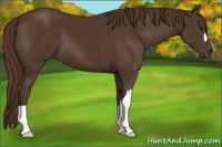 Horse Color:Liver Chestnut 