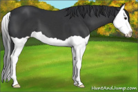 Horse Color:Black Splash