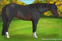 Horse Color:Brown 