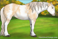 Horse Color:White Spotted Palomino Dun 